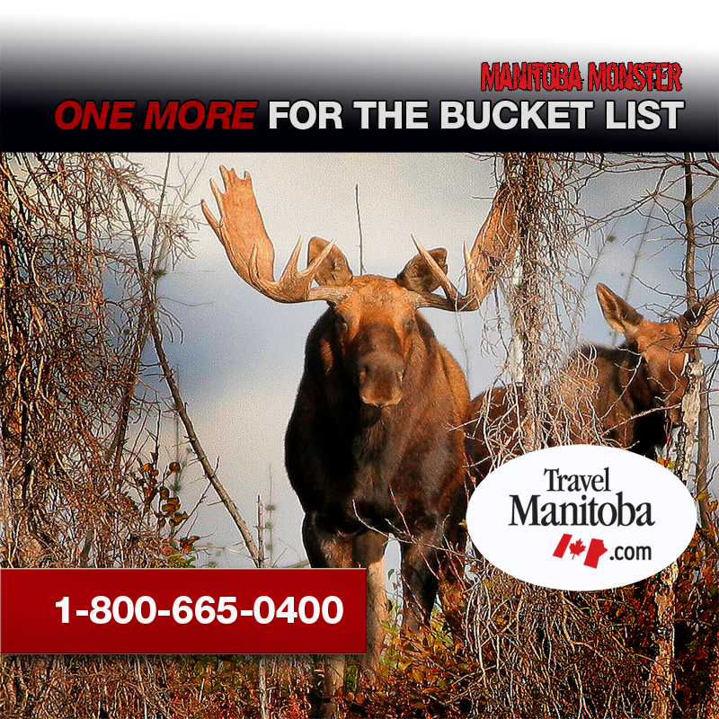 small-moose-billboard