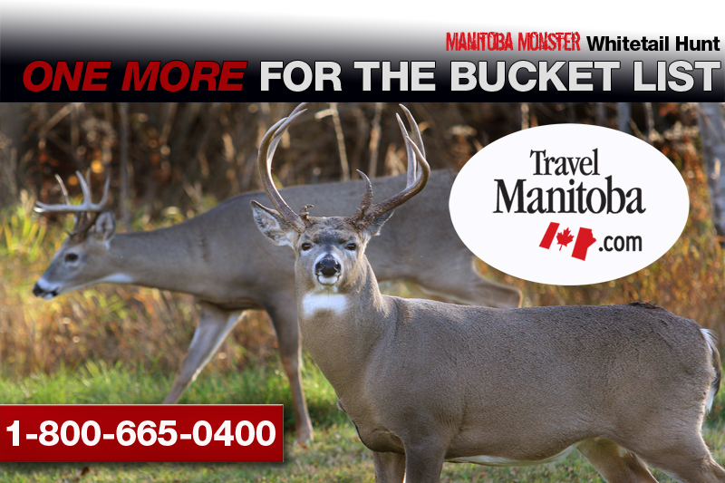 smaller whitetail copy